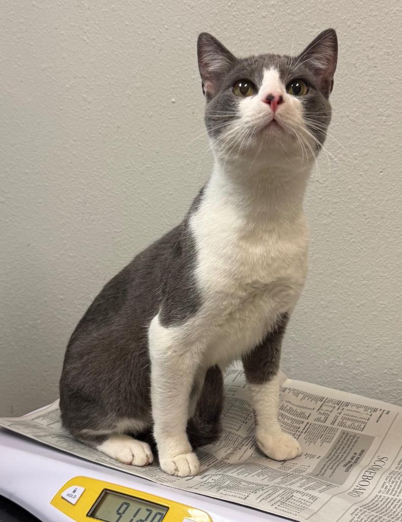 Mik, Adopted, Young Male Domestic Short Hair.