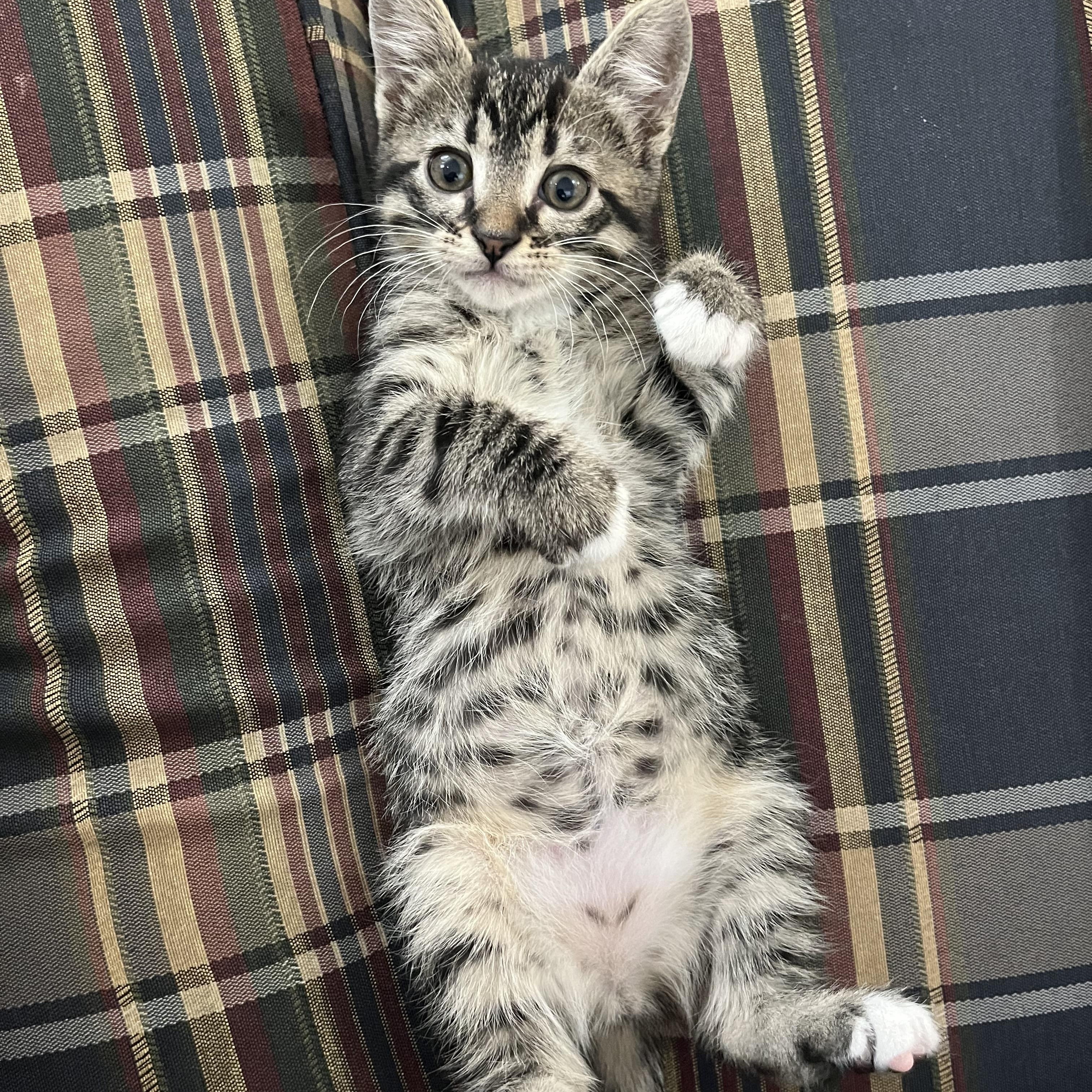 Navy, Adoptable, Kitten Male Domestic Short Hair.