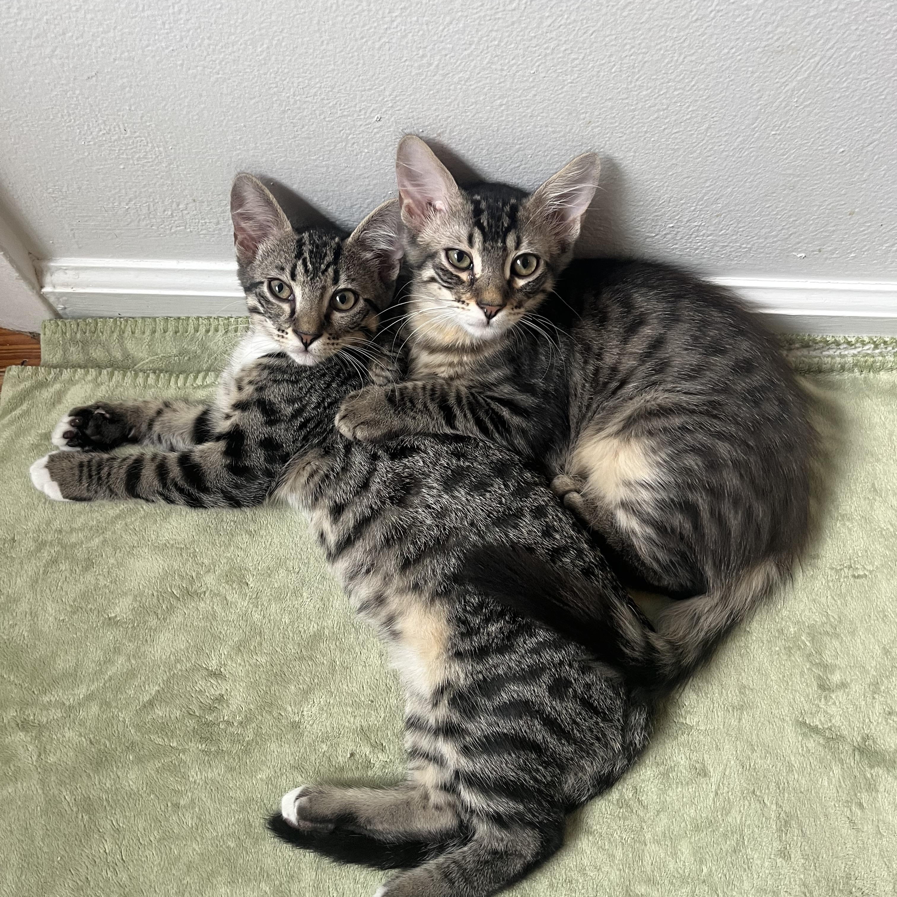 Navy, a Adoptable Domestic Short Hair in Mississippi State, MS image 6/6