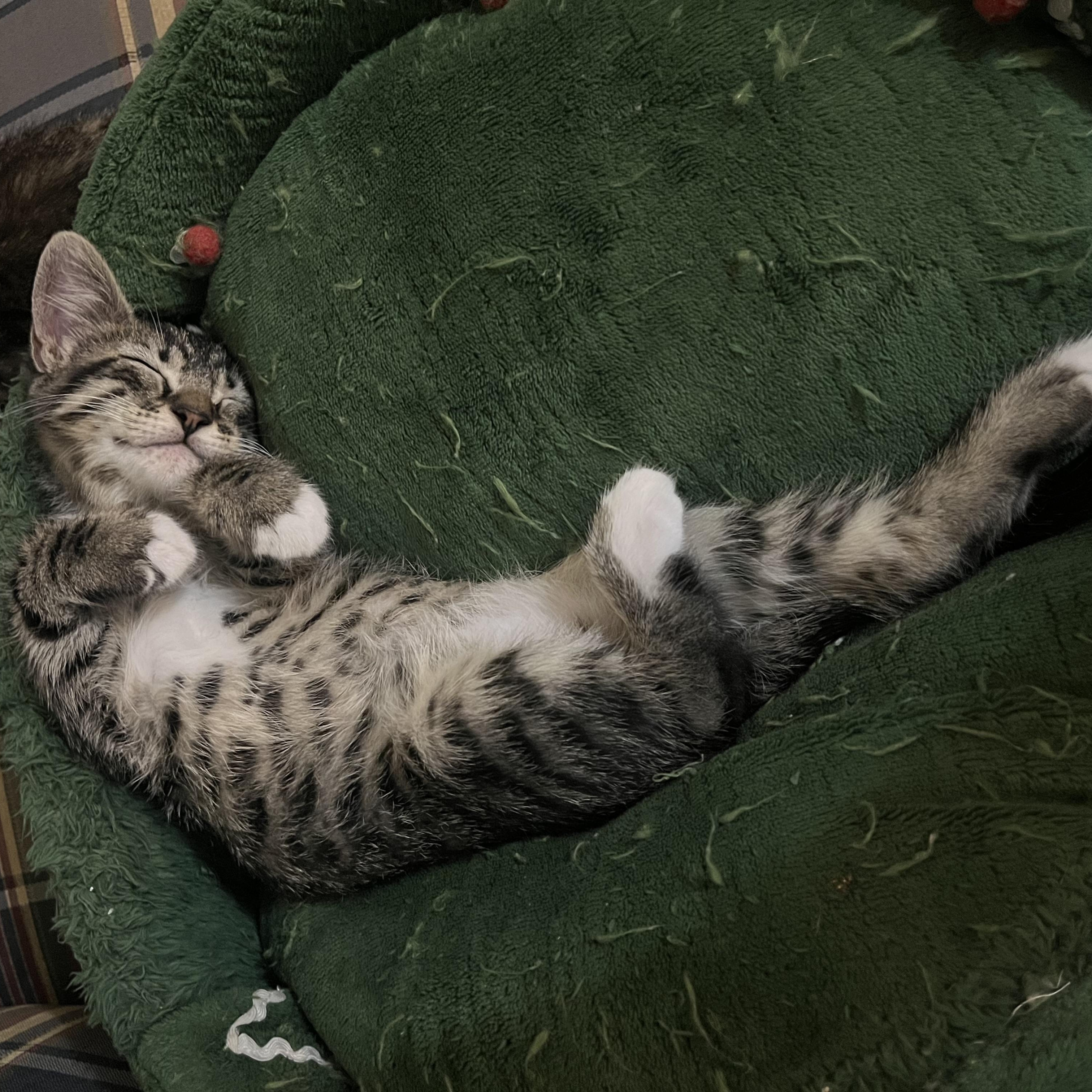 Navy, a Adoptable Domestic Short Hair in Mississippi State, MS image 3/6