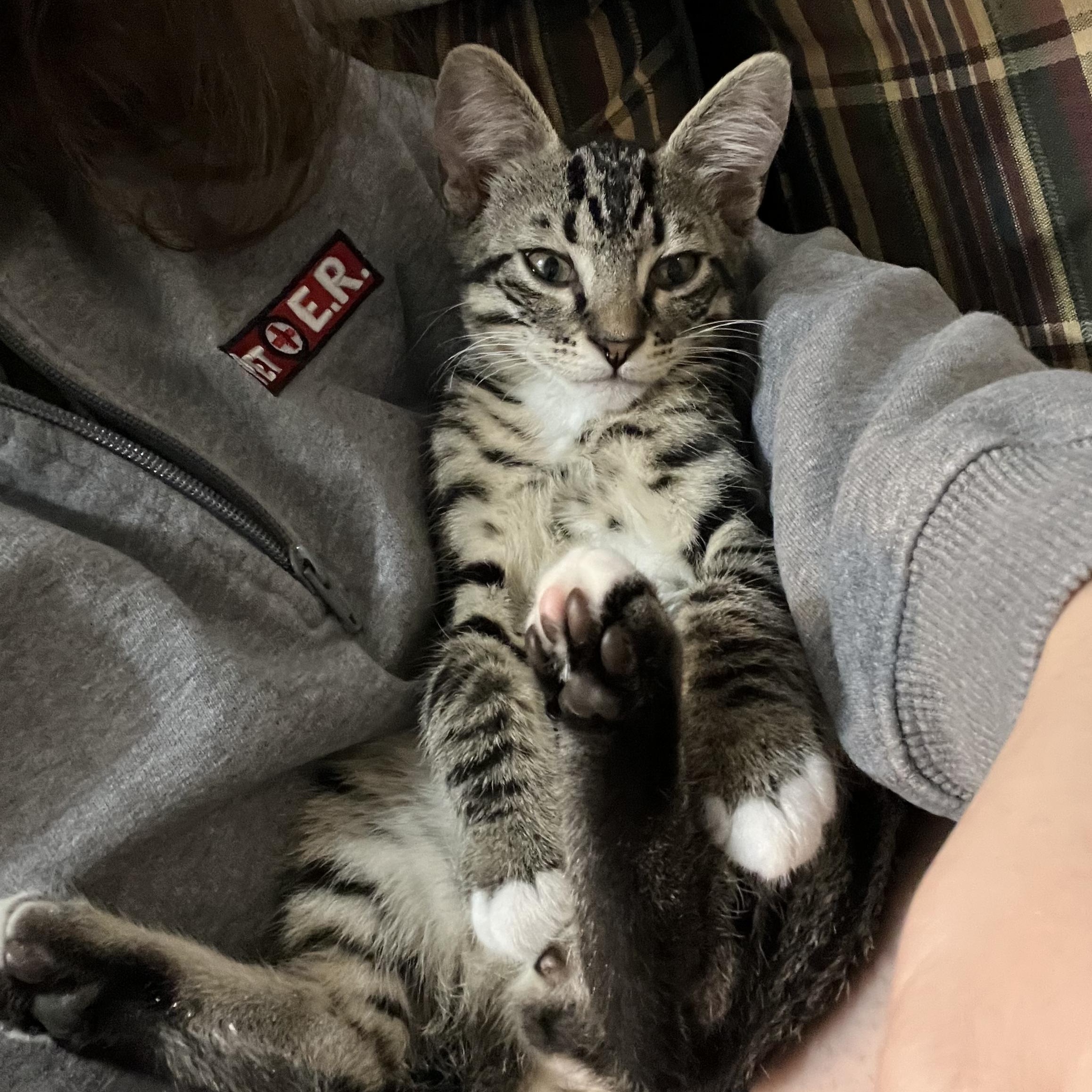 Navy, a Adoptable Domestic Short Hair in Mississippi State, MS image 2/6