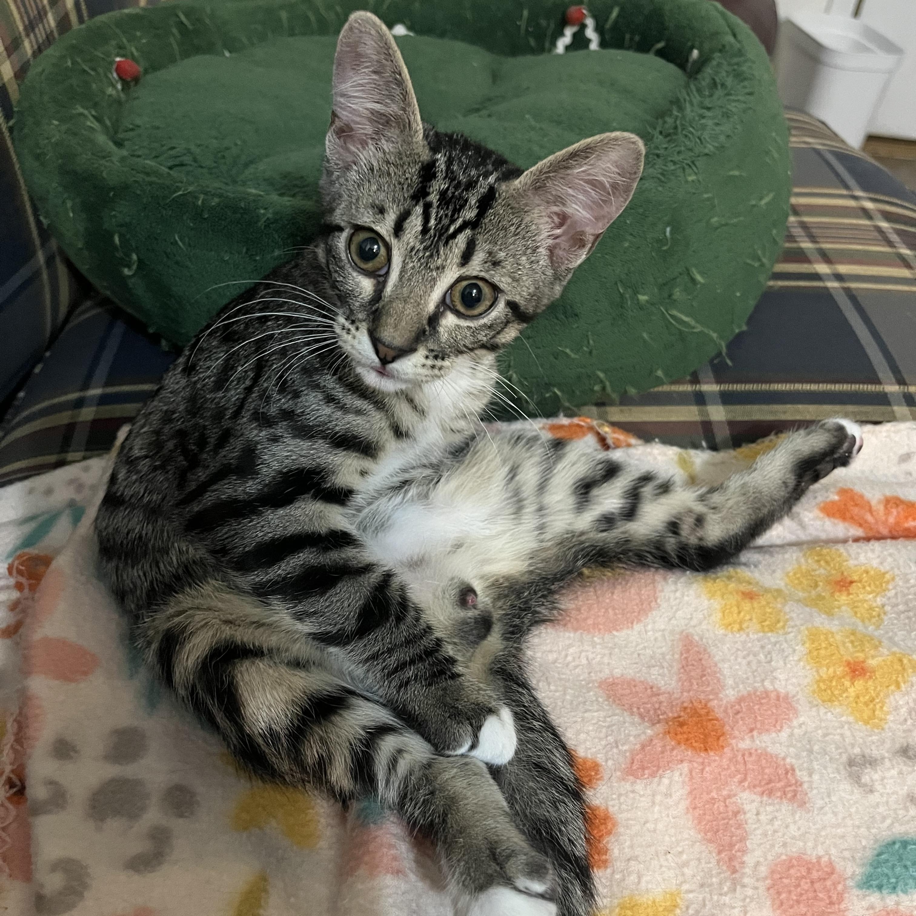 Navy, a Adoptable Domestic Short Hair in Mississippi State, MS image 5/6
