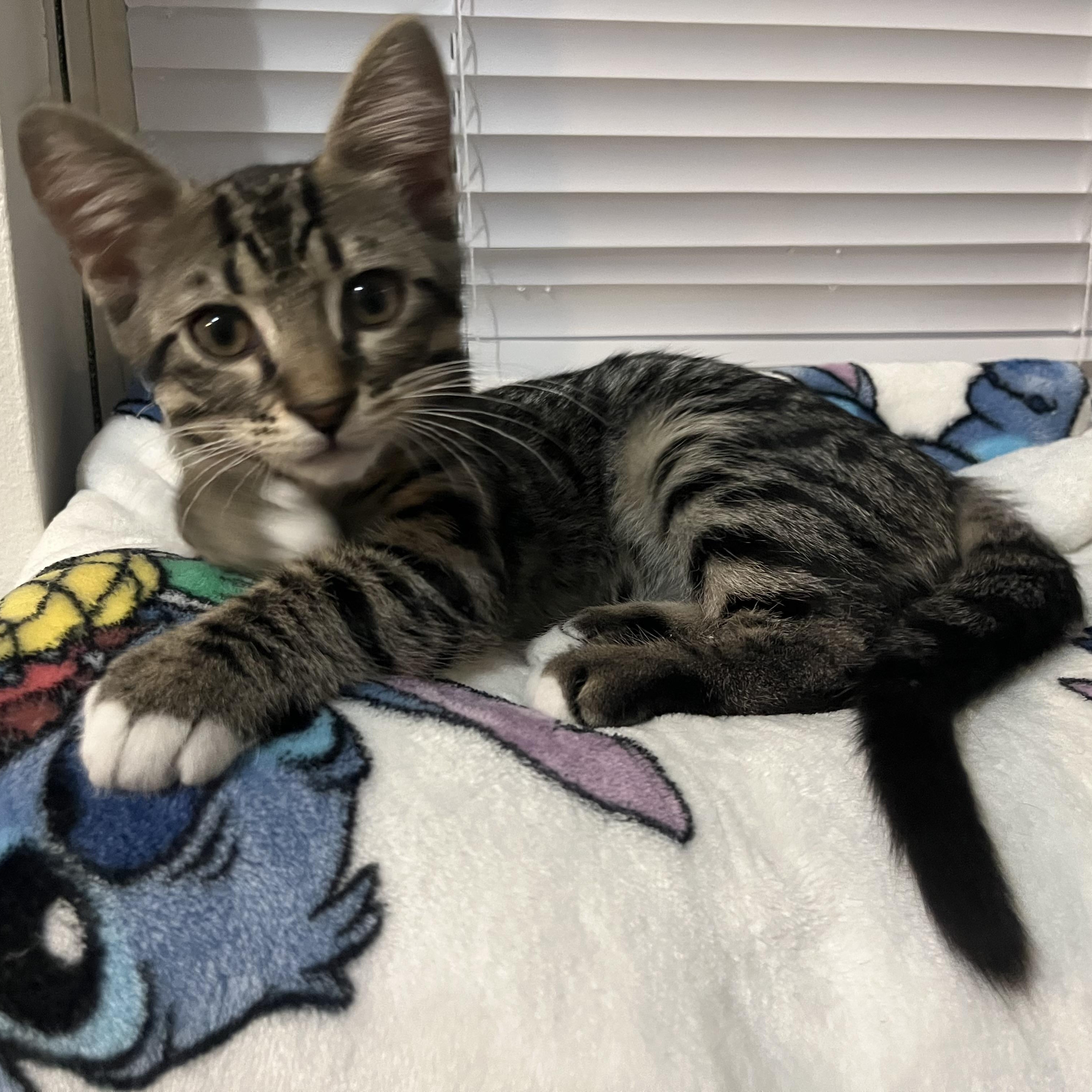 Navy, a Adoptable Domestic Short Hair in Mississippi State, MS image 4/6