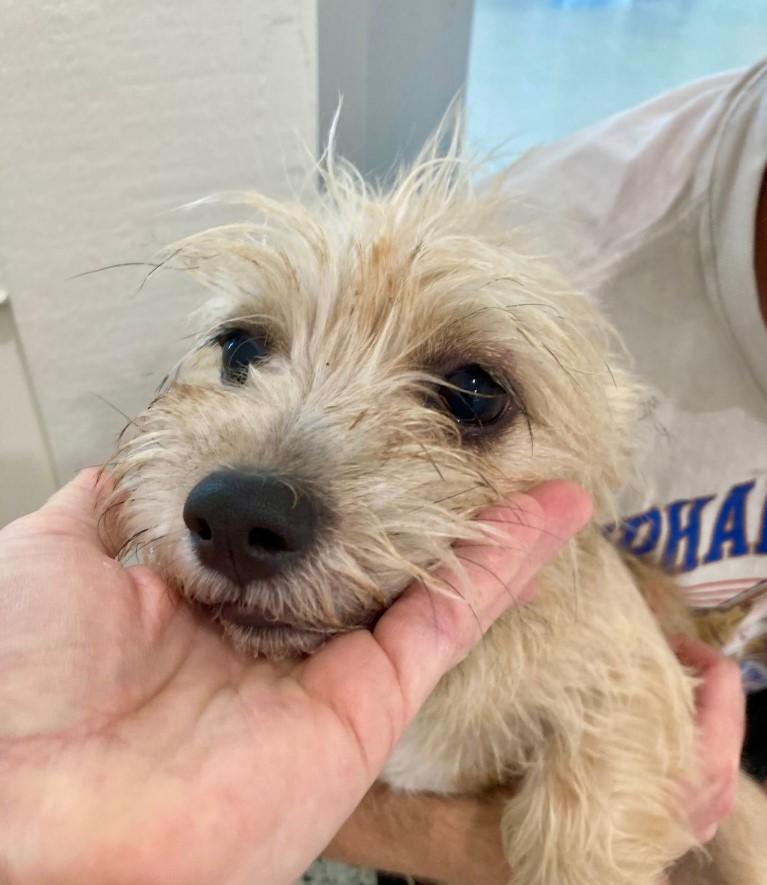 Snowflake, Adopted, Puppy Female West Highland White Terrier / Westie.