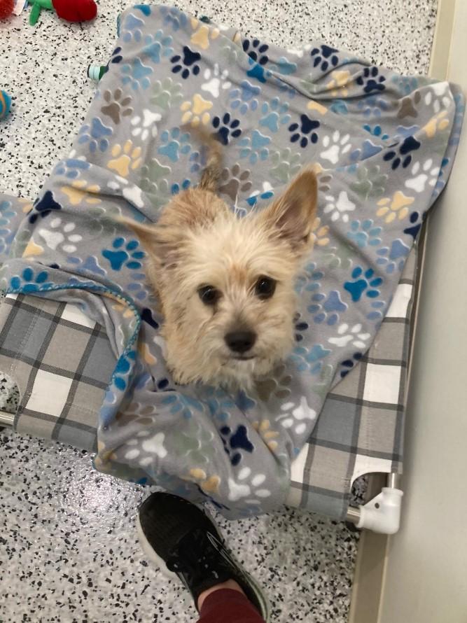 Enlarge Snowflake, a Adopted West Highland White Terrier / Westie in Chapel Hill, NC image 2/5