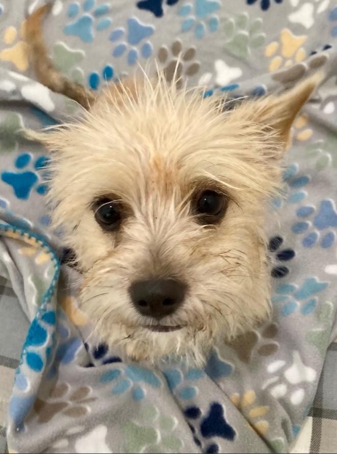 Enlarge Snowflake, a Adopted West Highland White Terrier / Westie in Chapel Hill, NC image 3/5