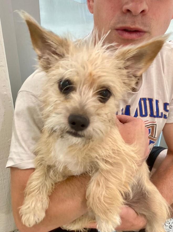Enlarge Snowflake, a Adopted West Highland White Terrier / Westie in Chapel Hill, NC image 4/5