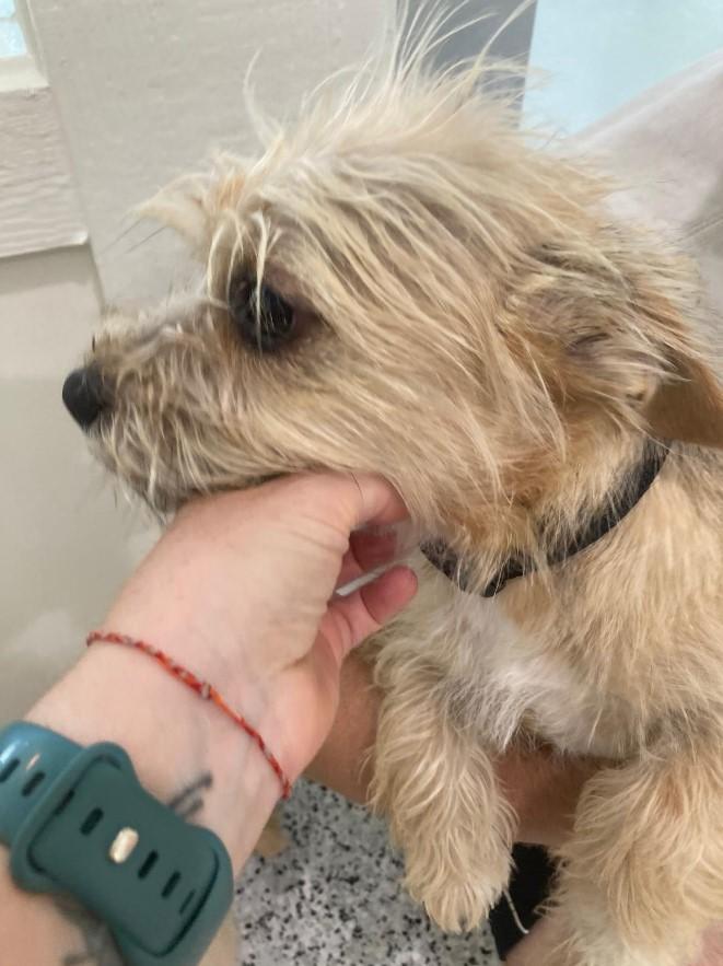 Enlarge Snowflake, a Adopted West Highland White Terrier / Westie in Chapel Hill, NC image 5/5