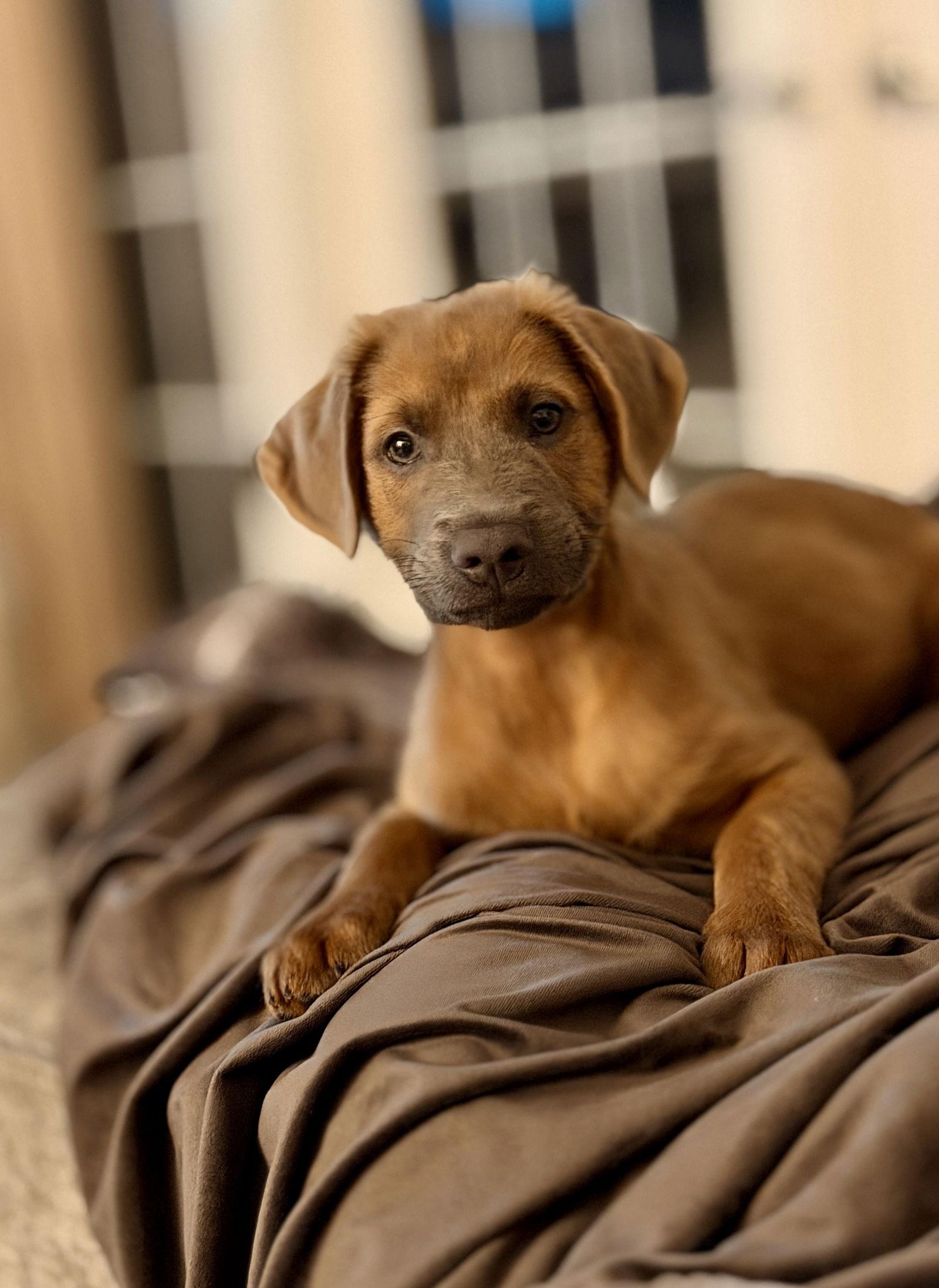 Enlarge Arlo, a Adoptable mixed breed in Royal Palm Beach, FL image 1/3