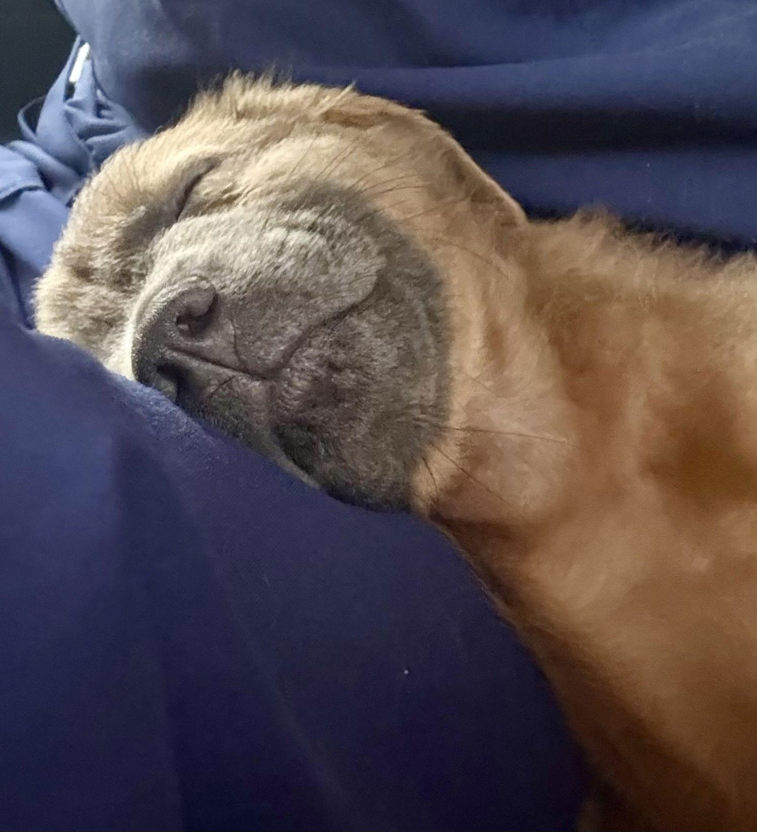 Enlarge Arlo, a Adoptable mixed breed in Royal Palm Beach, FL image 2/3