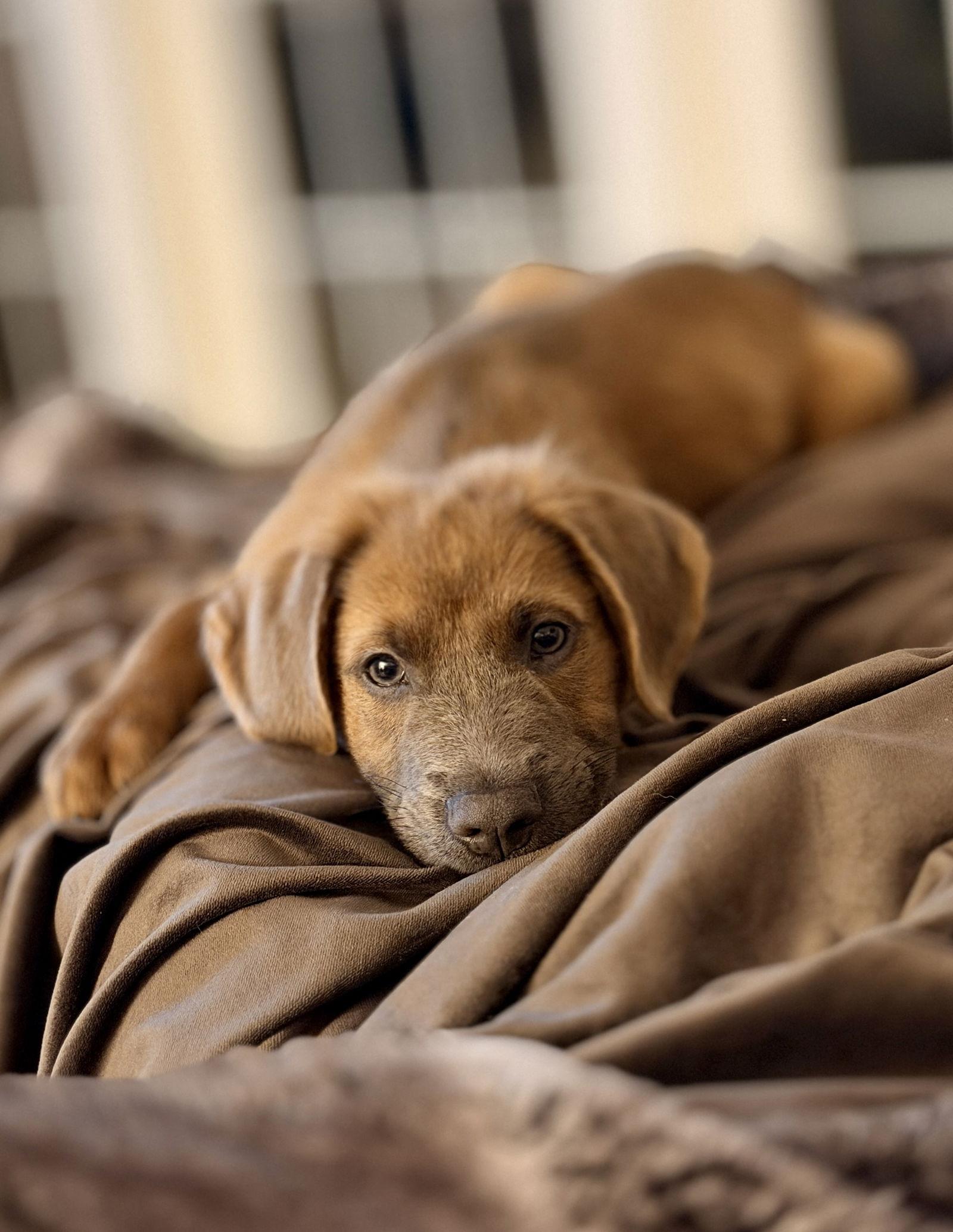 Enlarge Arlo, a Adoptable mixed breed in Royal Palm Beach, FL image 3/3
