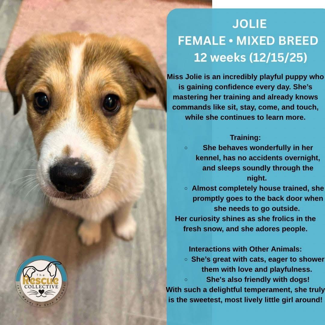 Enlarge Jolie, a ADOPTABLE Mixed Breed in Clive, AB image 1/3