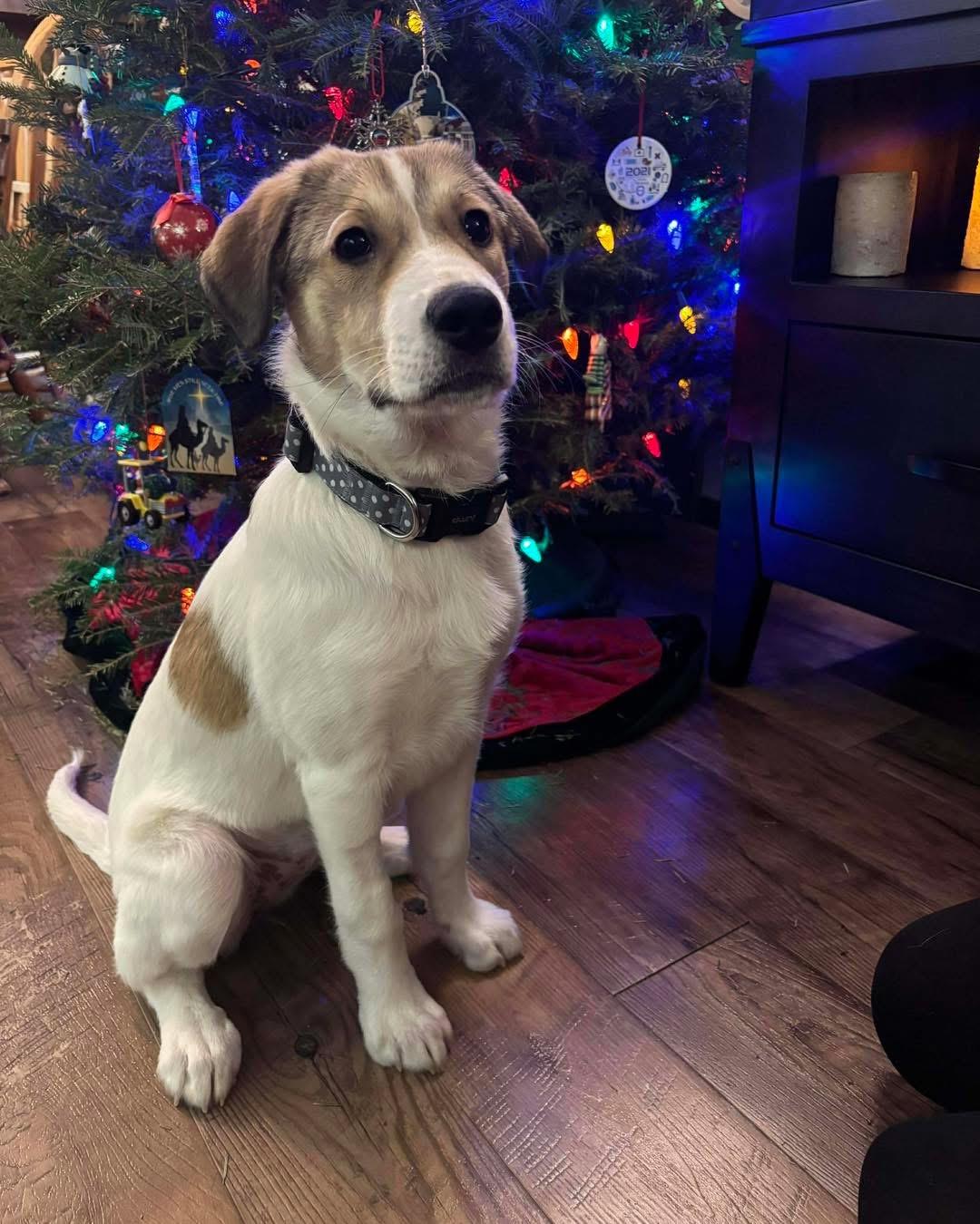 Enlarge Jolie, a ADOPTABLE Mixed Breed in Clive, AB image 3/3