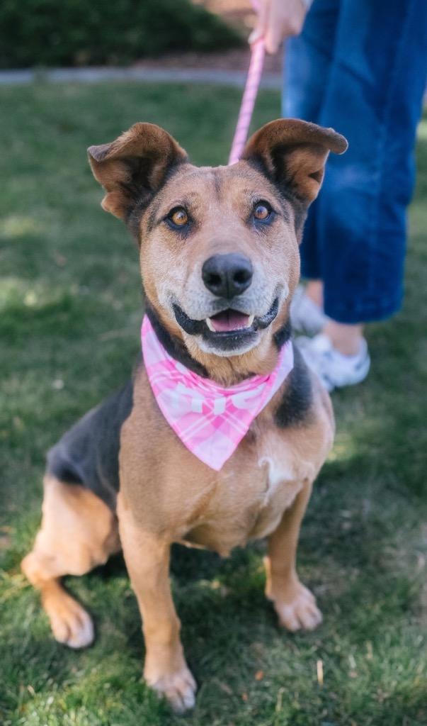 Lin-Ling, a Adoptable mixed breed in Fort Lupton, CO image 1/6