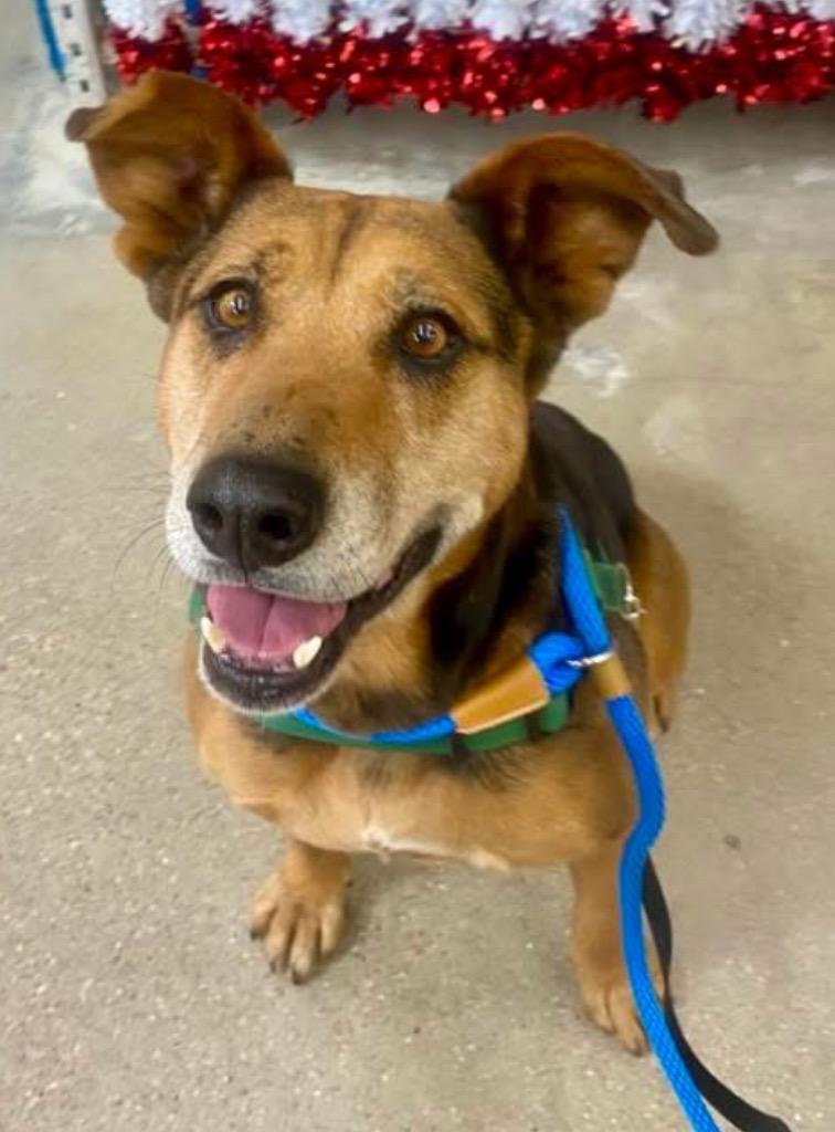 Lin-Ling, a Adoptable mixed breed in Fort Lupton, CO image 2/6