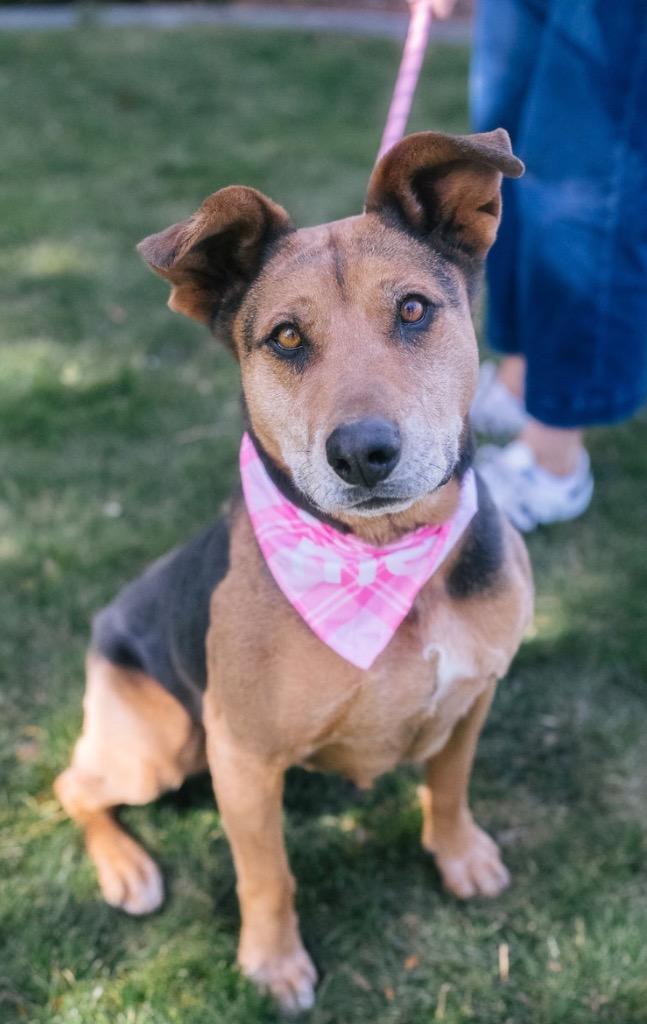 Lin-Ling, Adoptable, Adult Female Cattle Dog & Shepherd.