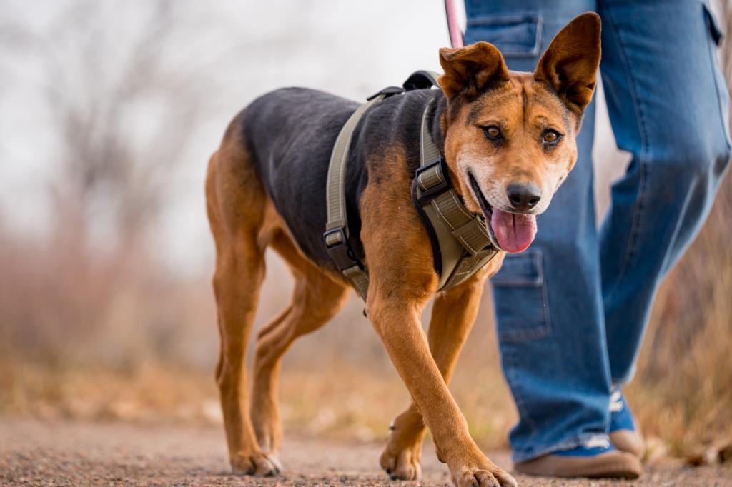 Lin-Ling, a Adoptable mixed breed in Fort Lupton, CO image 3/6