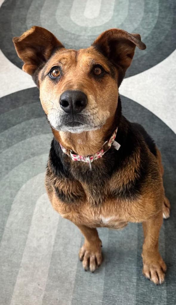 Lin-Ling, a Adoptable mixed breed in Fort Lupton, CO image 4/6