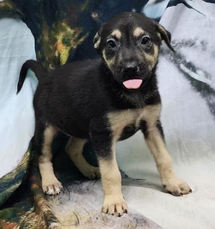 Dispatch, Adoptable, Puppy Female German Shepherd Dog & Mixed Breed.