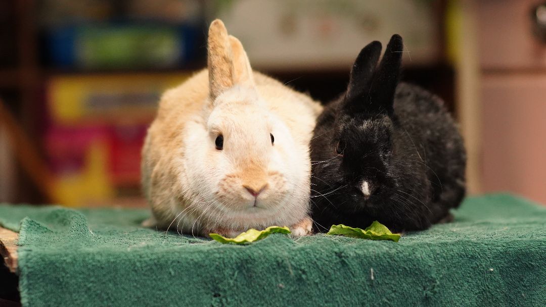 Oscar and Felix, a Adoptable Bunny Rabbit in Vancouver, BC image 2/2
