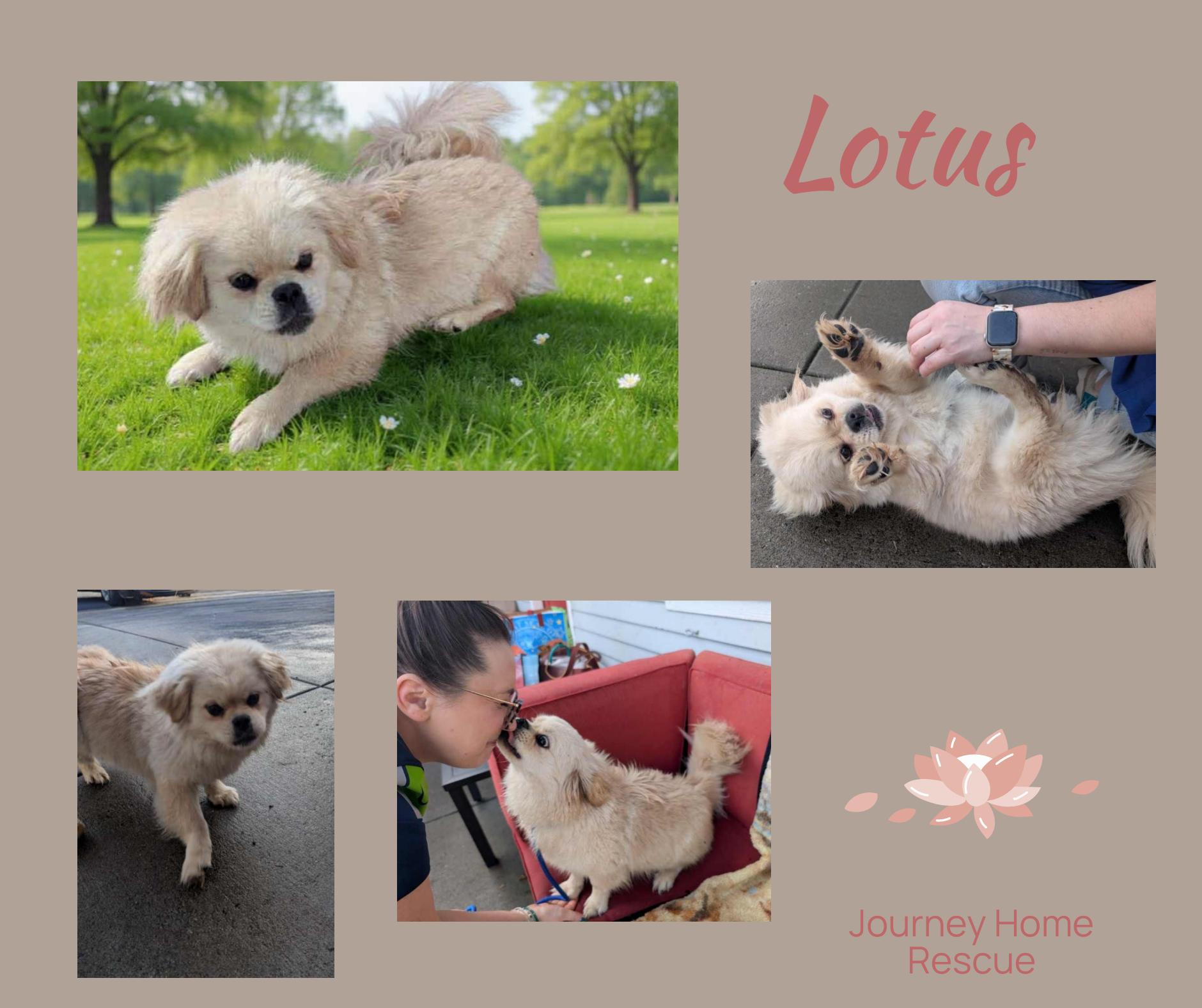 Lotus, ADOPTABLE, Adult Female Pekingese.
