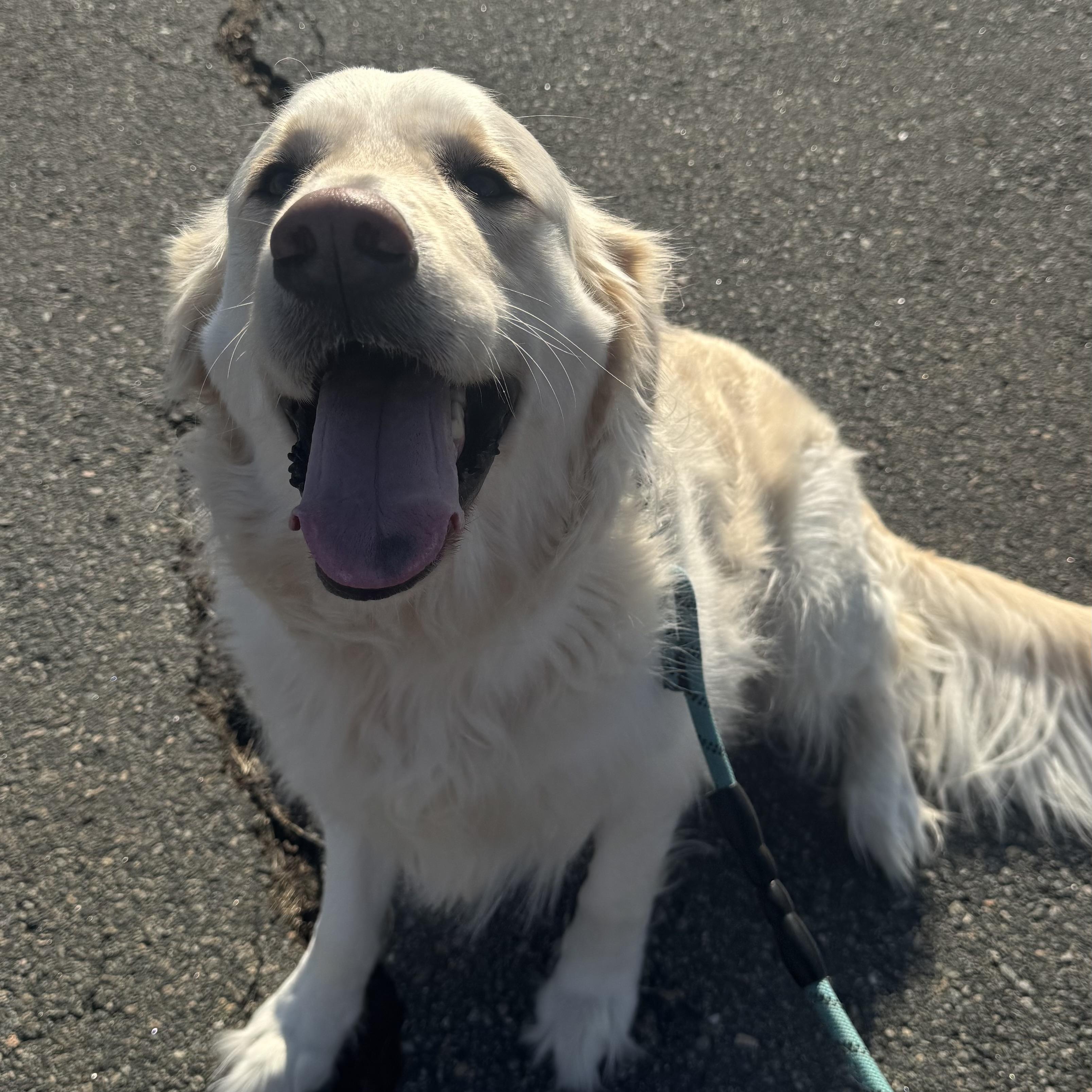 Merlin, adopted, Adult Male Golden Retriever.