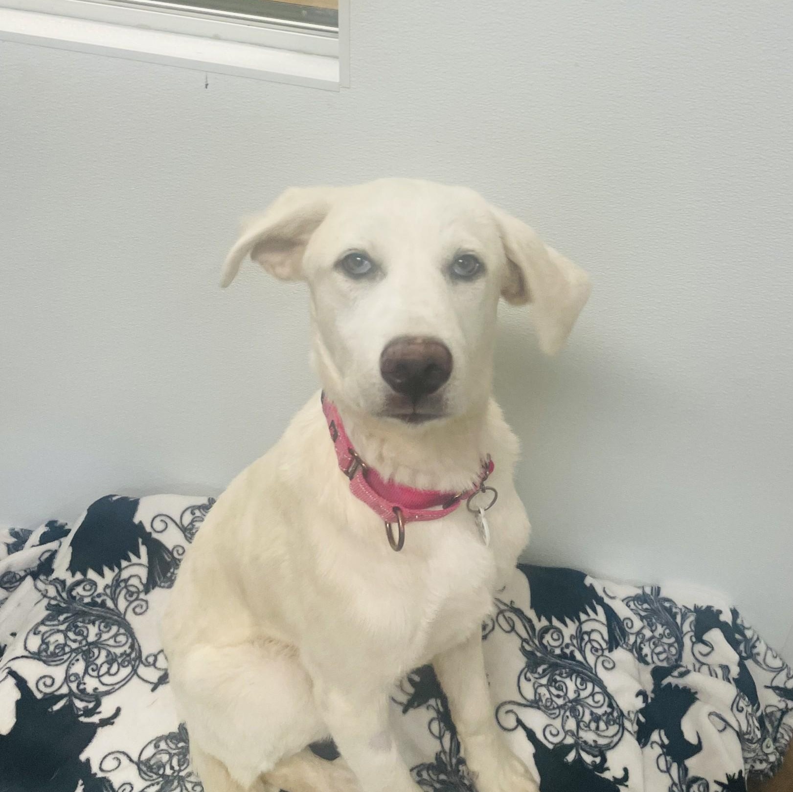 Tulip, a ADOPTABLE mixed breed in Friday Harbor, WA image 5/6