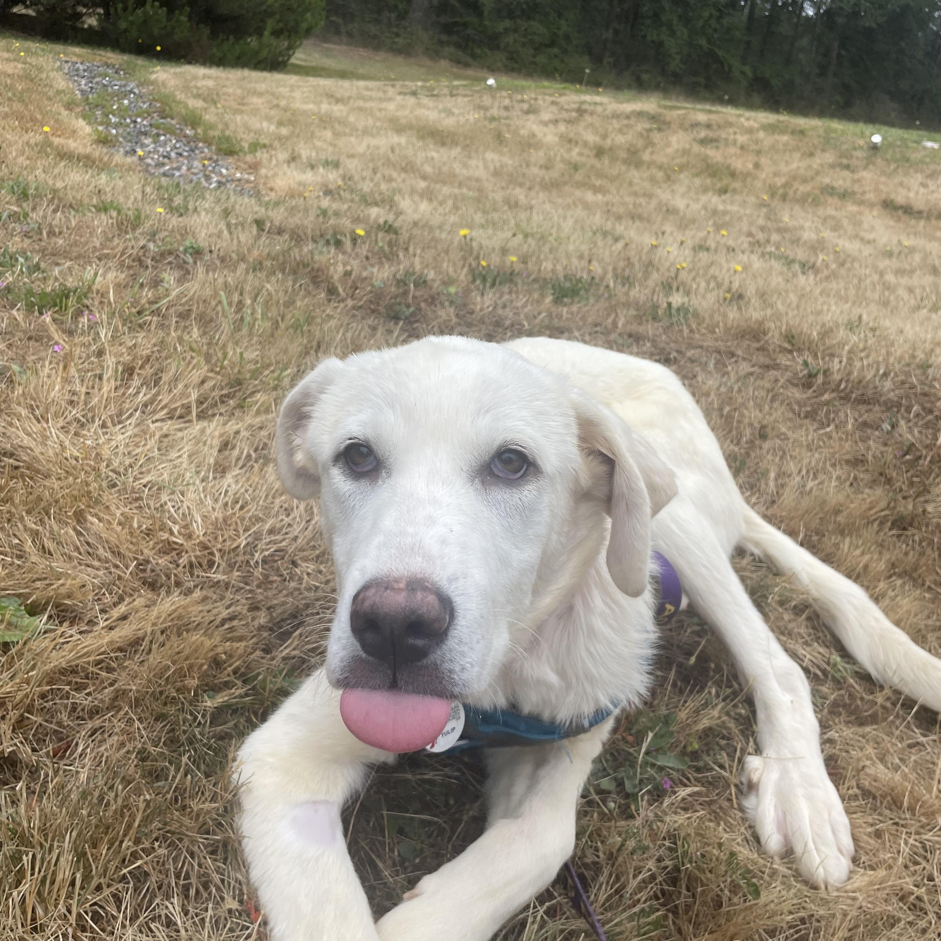 Tulip, a ADOPTABLE mixed breed in Friday Harbor, WA image 6/6