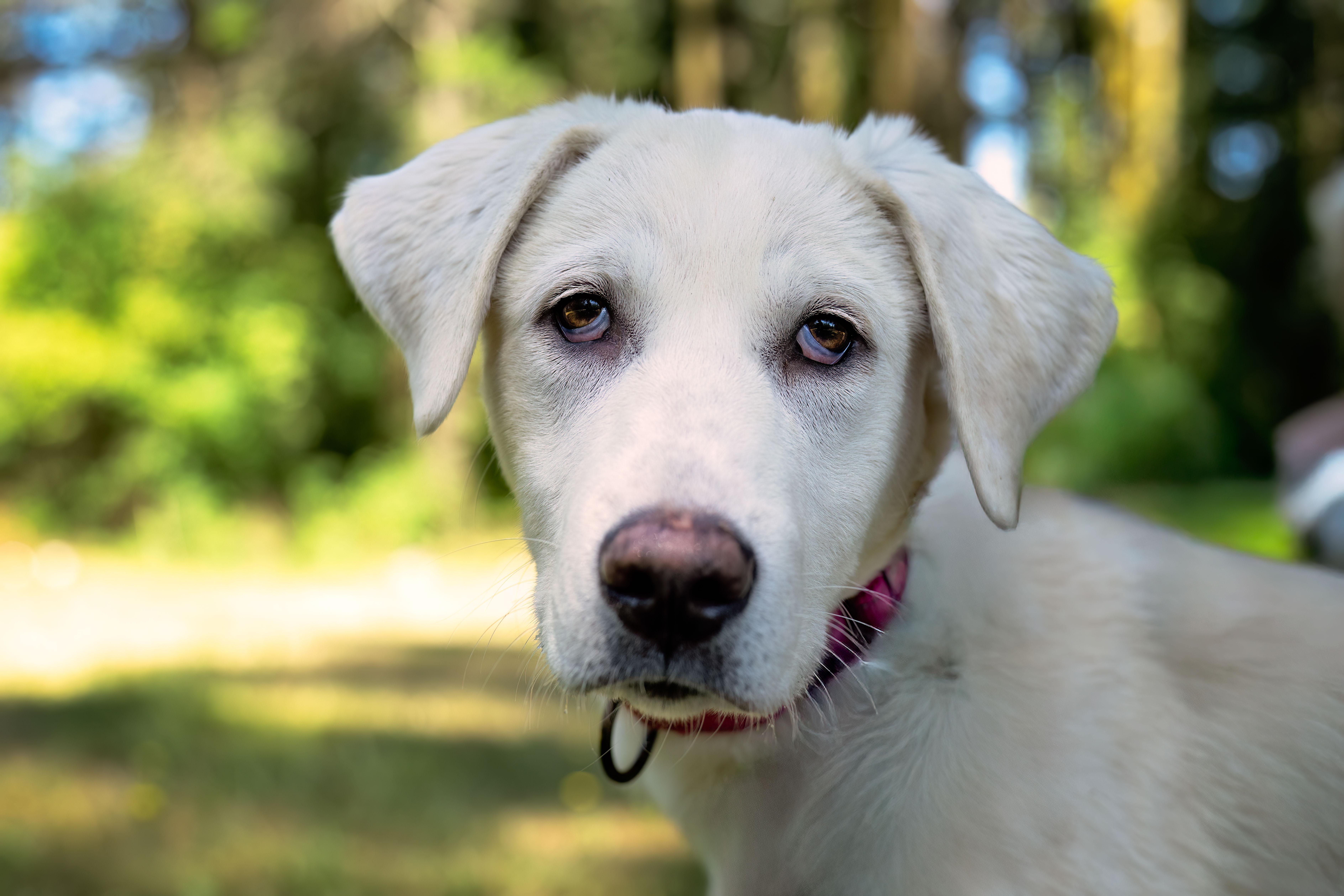 Tulip, ADOPTABLE, Young Female Akbash & Yellow Labrador Retriever.