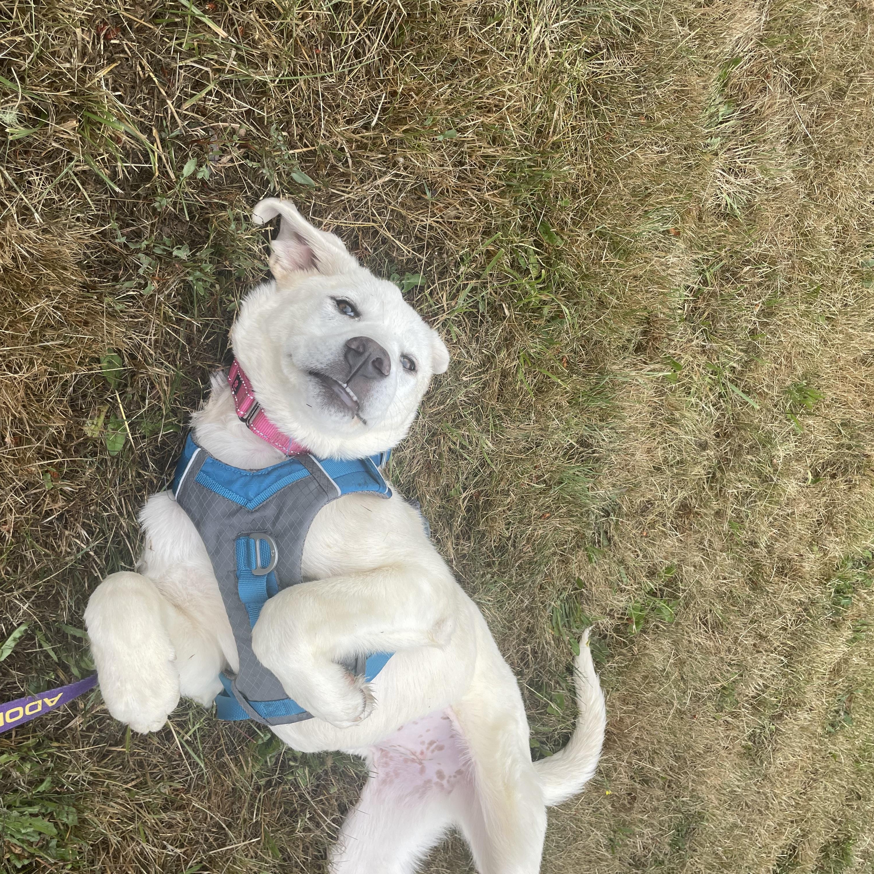 Tulip, a ADOPTABLE mixed breed in Friday Harbor, WA image 3/6