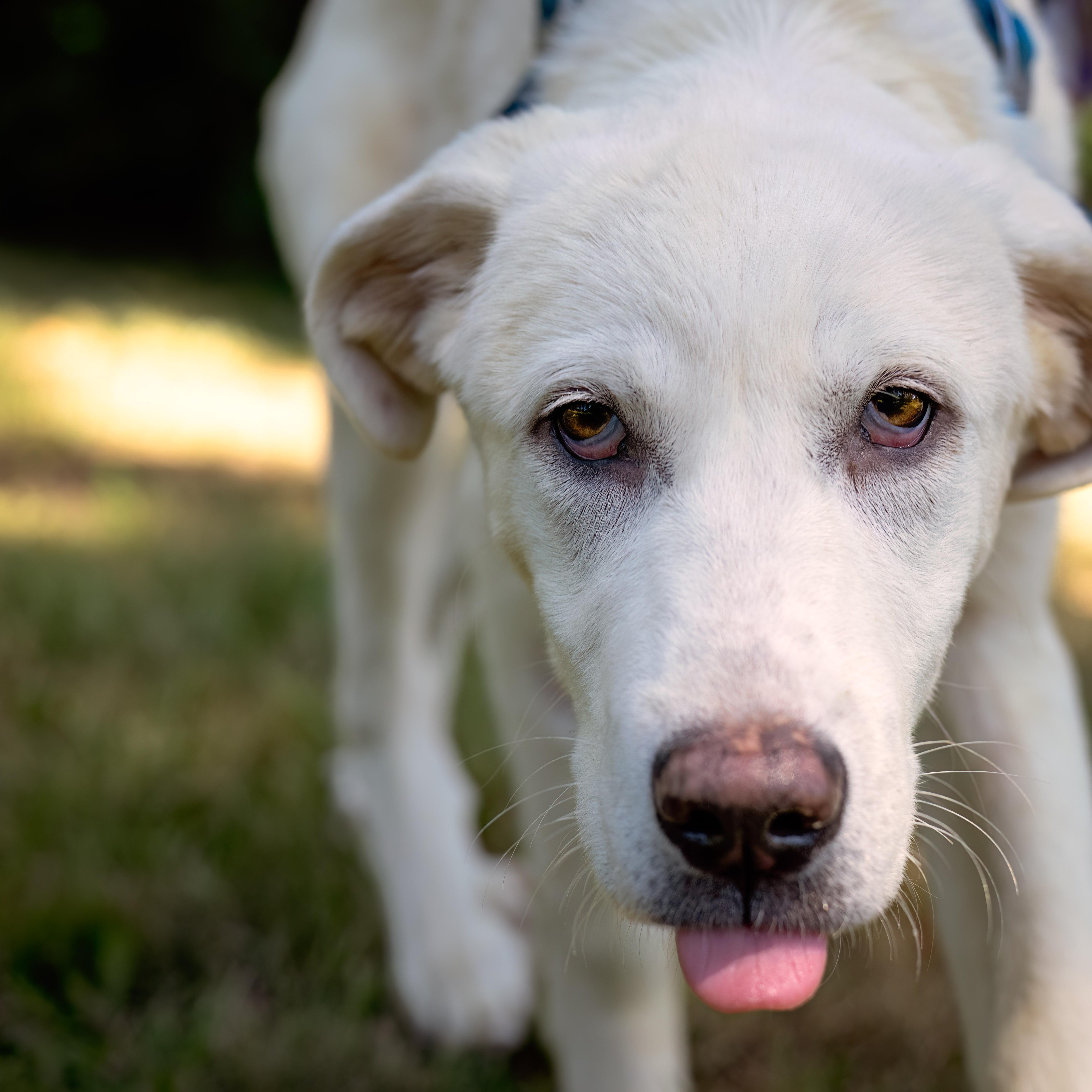 Tulip, a ADOPTABLE mixed breed in Friday Harbor, WA image 2/6
