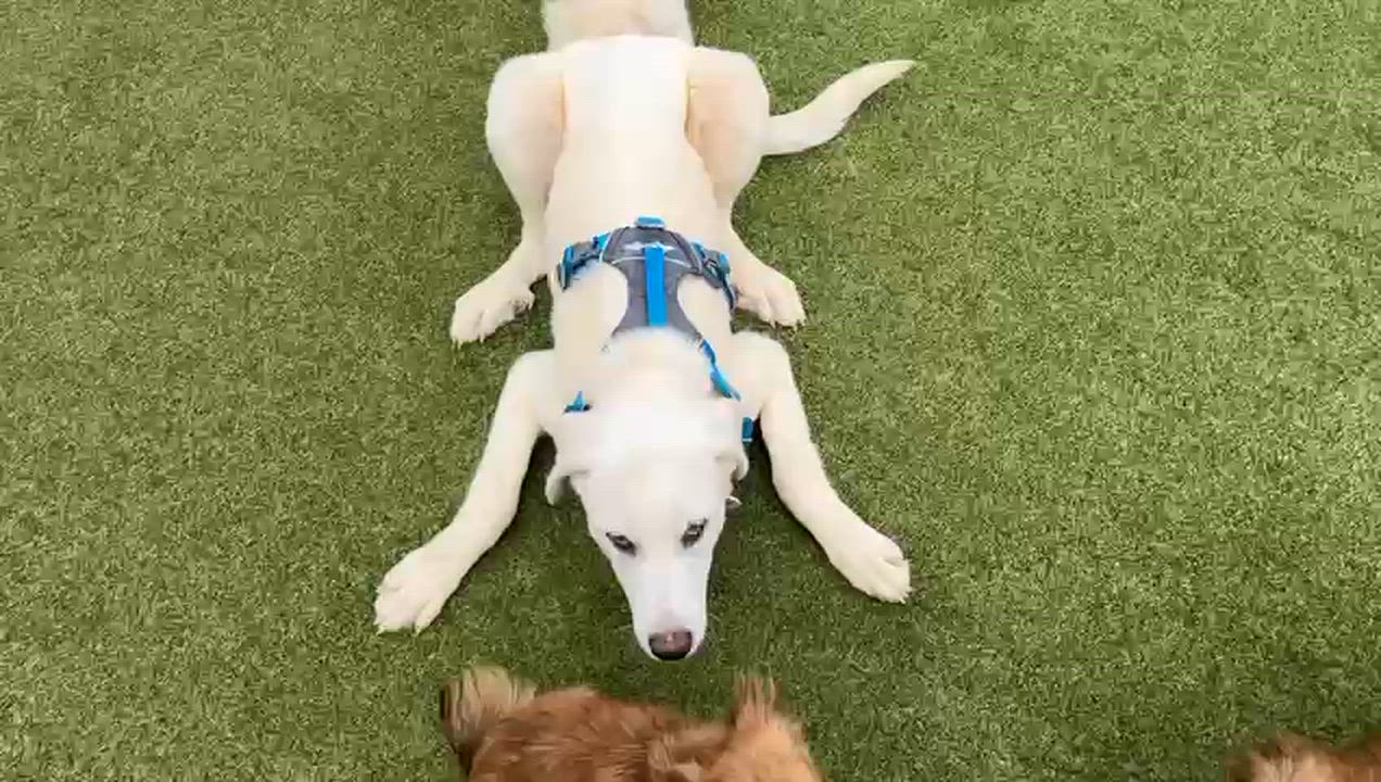 Enlarge Tulip, a ADOPTABLE mixed breed in Friday Harbor, WA video 4/6