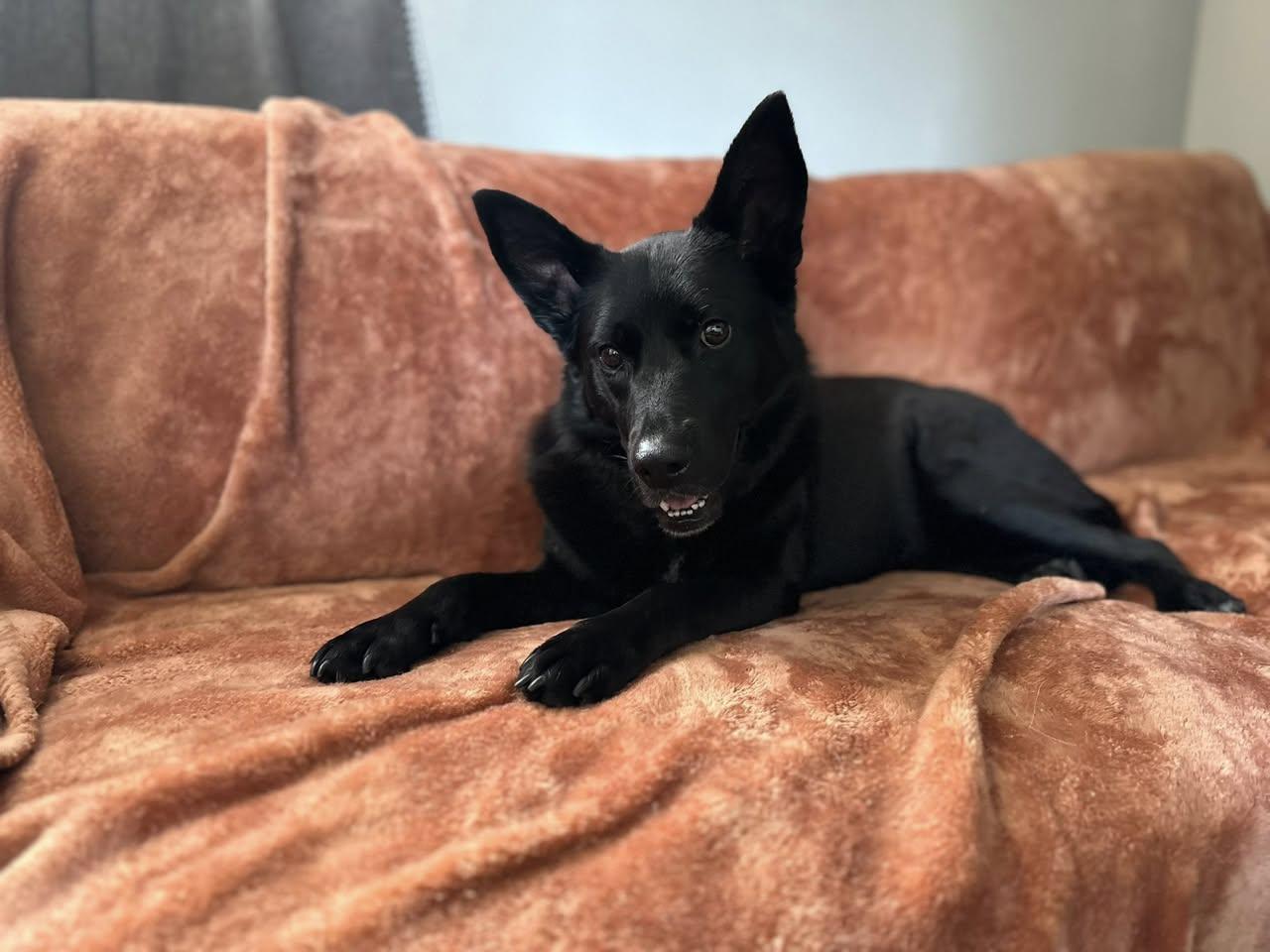 Enlarge Frankie, a ADOPTABLE mixed breed in Memphis, TN image 5/6