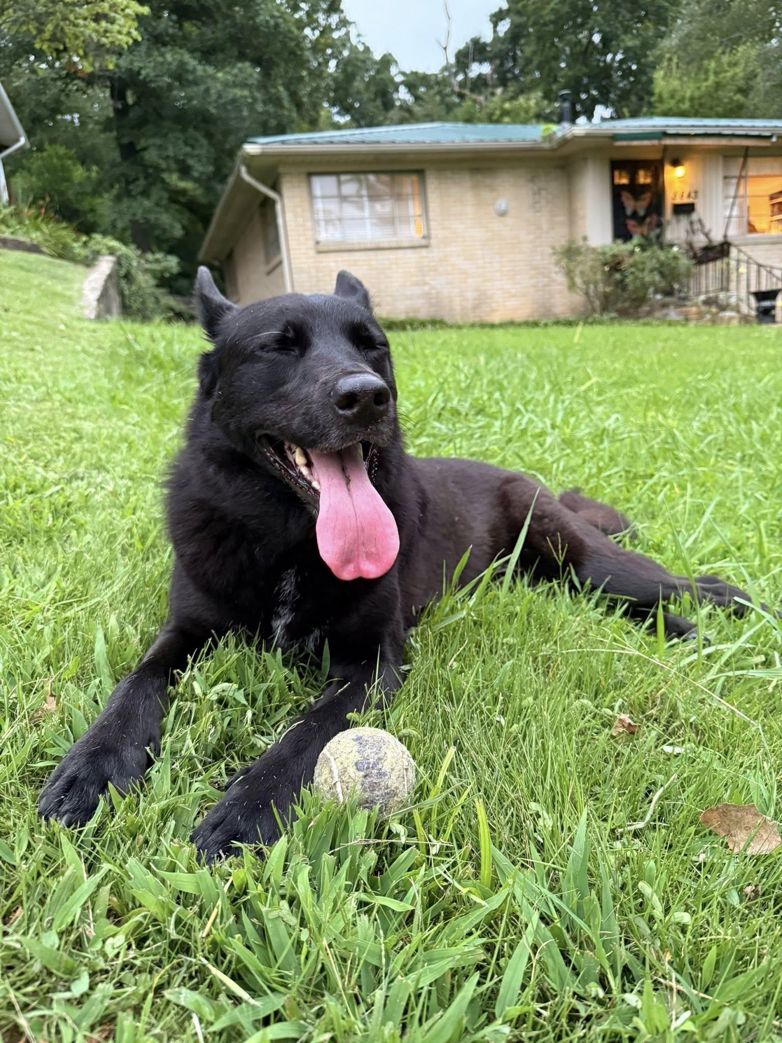 Enlarge Frankie, a ADOPTABLE mixed breed in Memphis, TN image 2/6