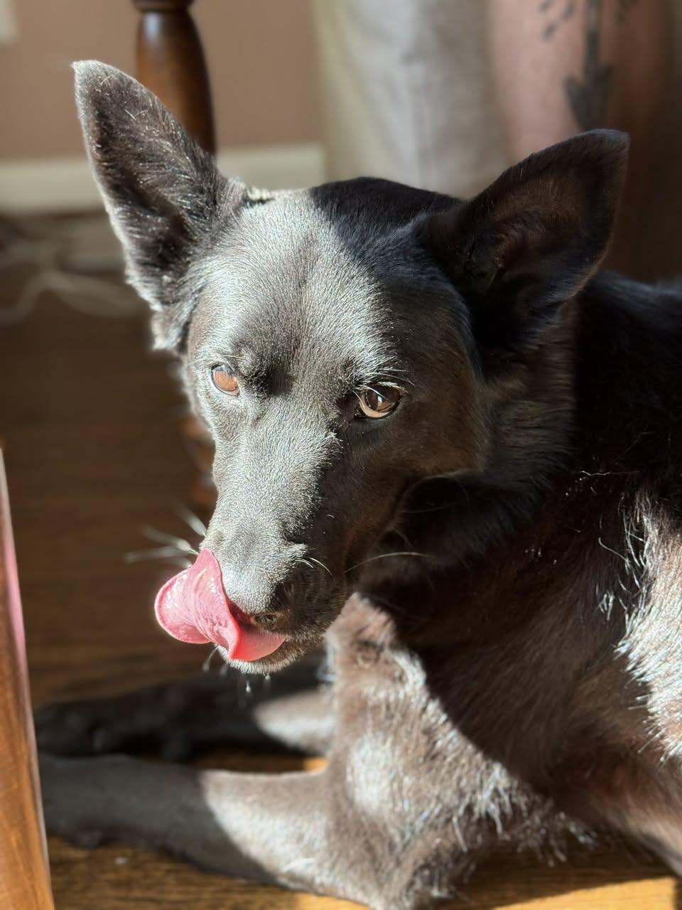 Enlarge Frankie, a ADOPTABLE mixed breed in Memphis, TN image 3/6