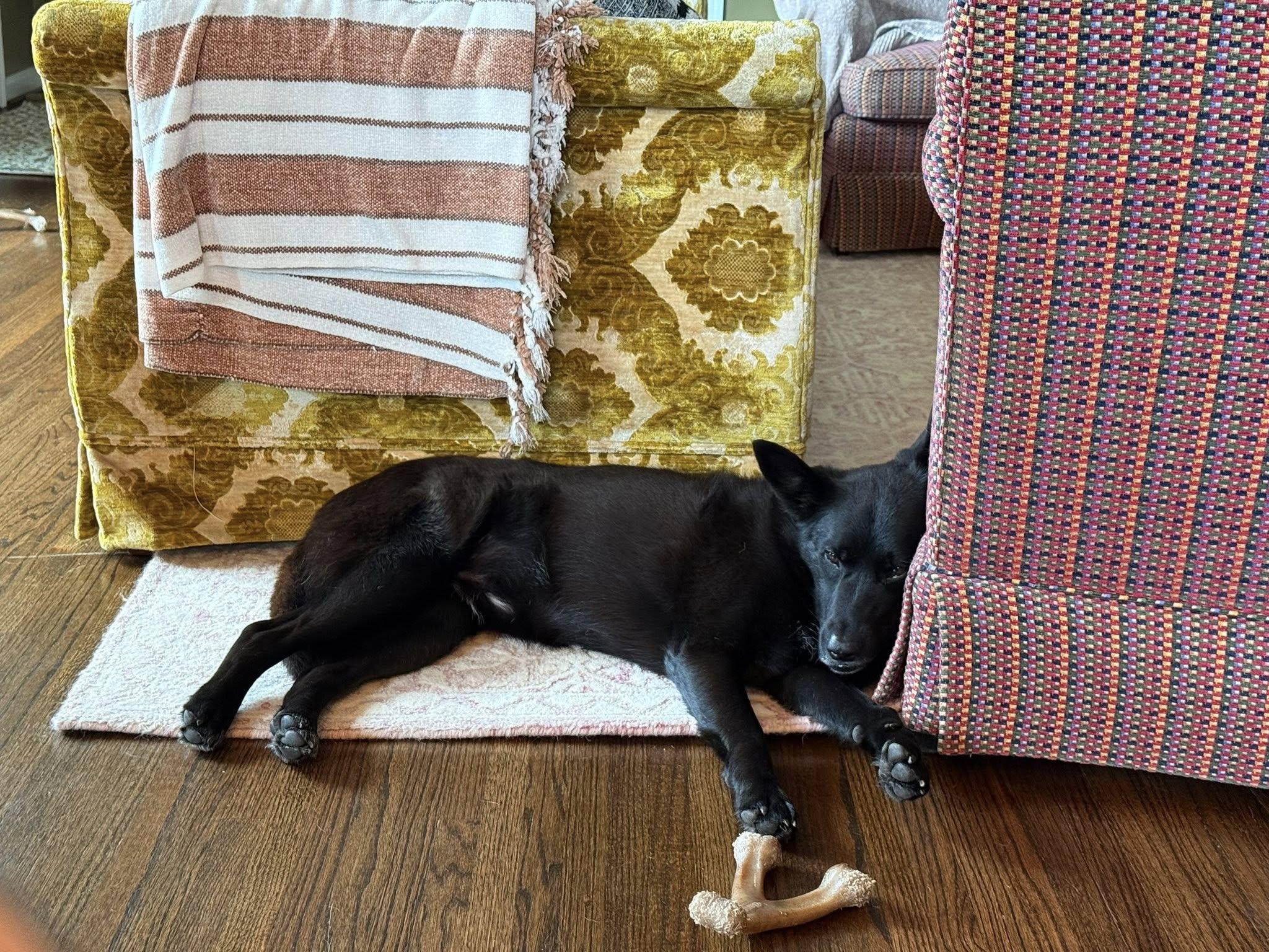 Enlarge Frankie, a ADOPTABLE mixed breed in Memphis, TN image 4/6