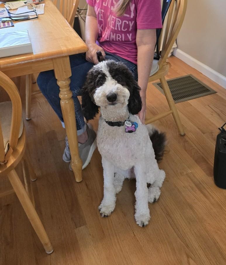 Abbey, ADOPTABLE, Young Female Poodle.