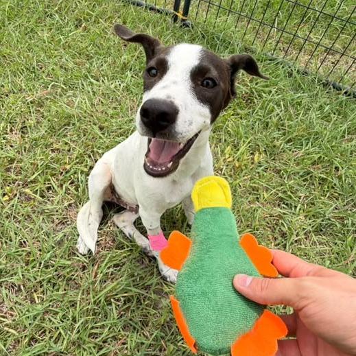 Seaweed, a Adoptable Pointer in Harlingen, TX image 1/5