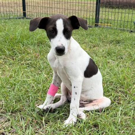 Seaweed, a Adoptable Pointer in Harlingen, TX image 2/5