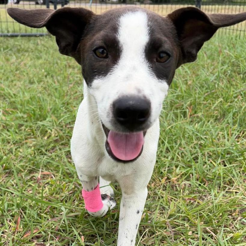 Seaweed, a Adoptable Pointer in Harlingen, TX image 3/5