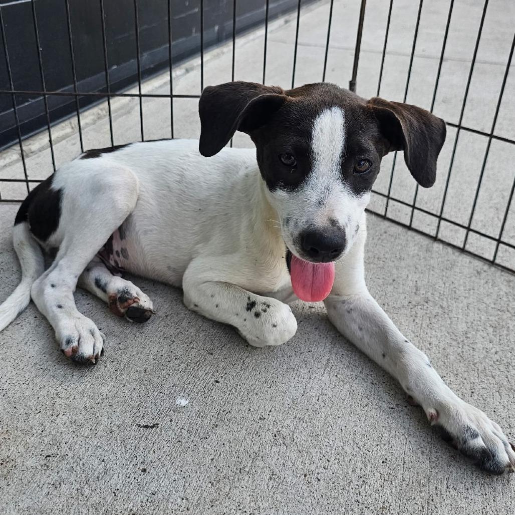 Seaweed, a Adoptable Pointer in Harlingen, TX image 4/5