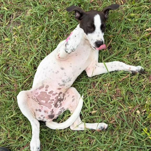 Seaweed, a Adoptable Pointer in Harlingen, TX image 5/5