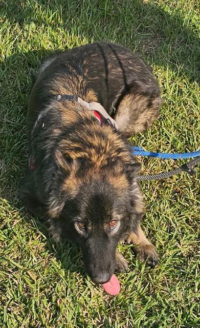 Enlarge Suki (Wonderful Family Gal), a Adoptable German Shepherd Dog in Newfoundland, PA image 4/4