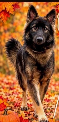 Enlarge Suki (Wonderful Family Gal), a Adoptable German Shepherd Dog in Newfoundland, PA image 1/4