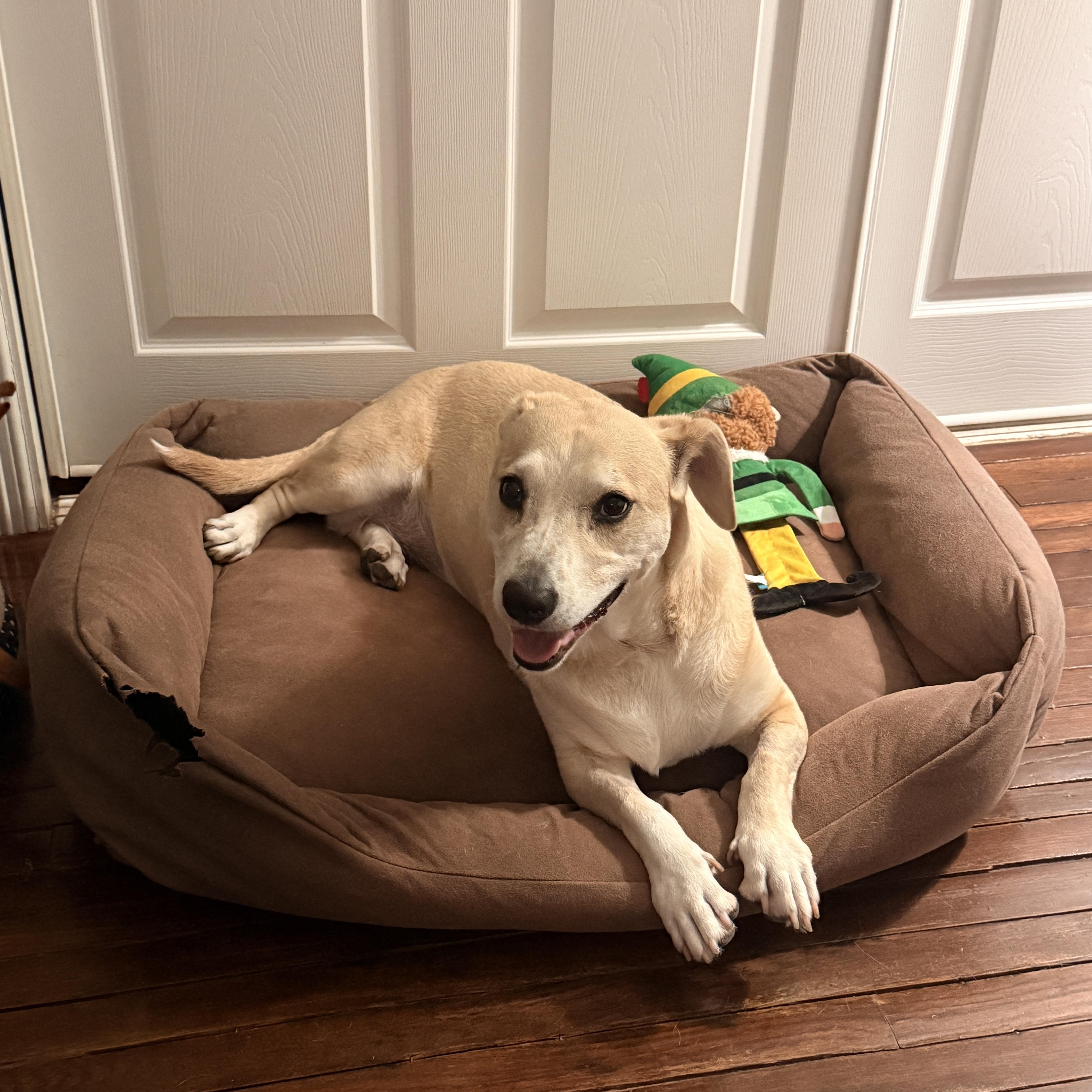 Enlarge Kate, a Adoptable mixed breed in Detroit, MI image 2/5