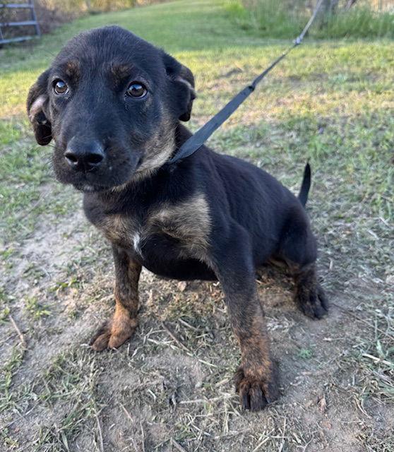 Daisy, Adoptable, Puppy Female Hound.