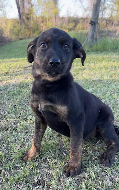 Enlarge Daisy, a Adoptable Hound in Tarrytown, GA image 2/3