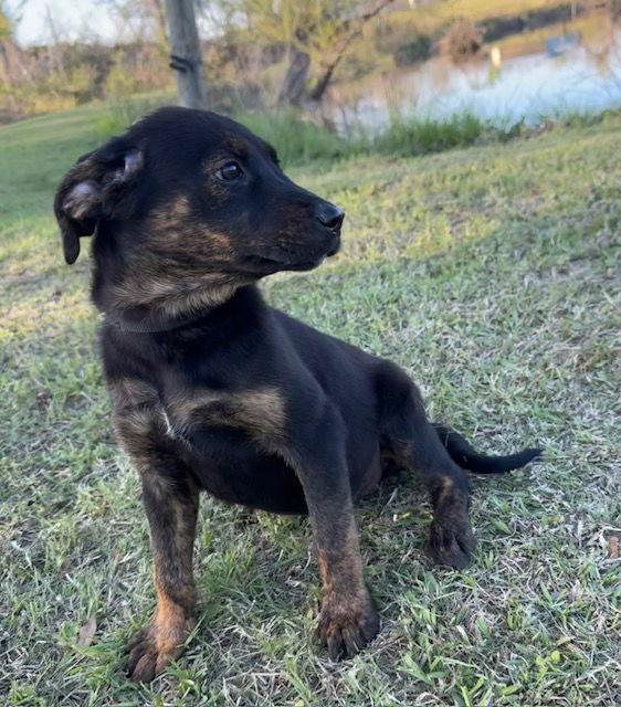 Enlarge Daisy, a Adoptable Hound in Tarrytown, GA image 3/3