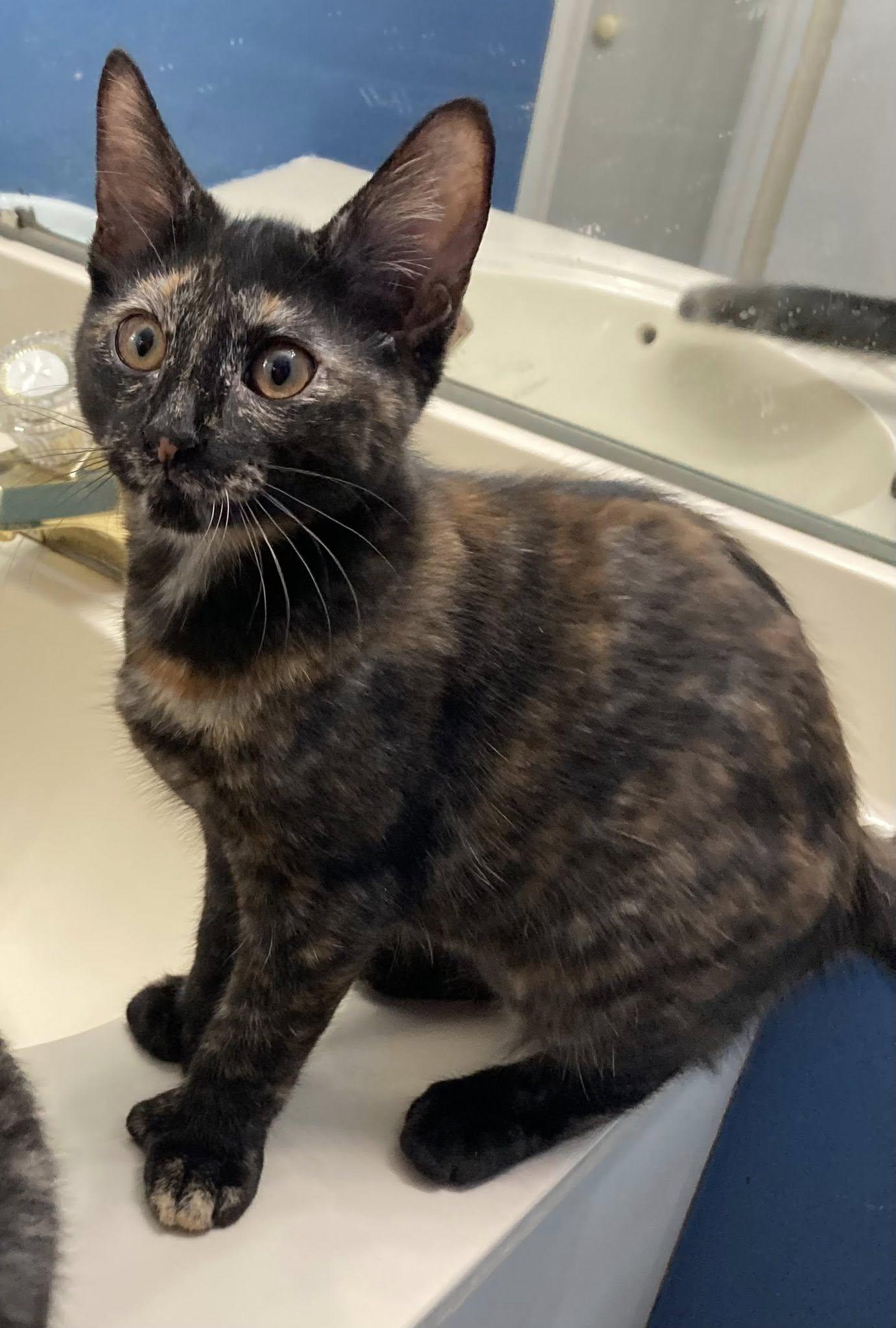 NJ - HOLLY, Adoptable, Young Female Domestic Short Hair.