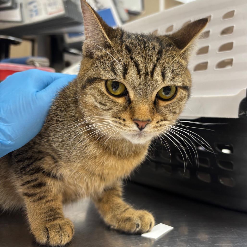 Arden — thumbnail 2